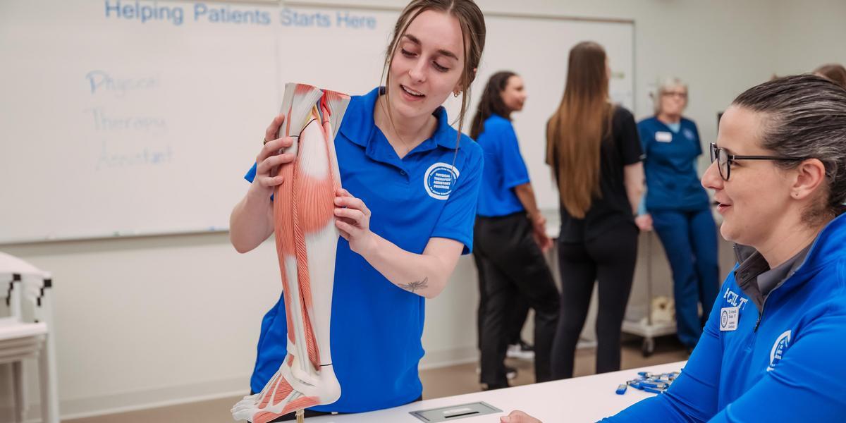 A student in a blue polo shirt demonstrates an anatomical muscle model of a human leg.