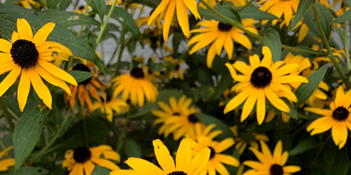 Black-eyed Susans